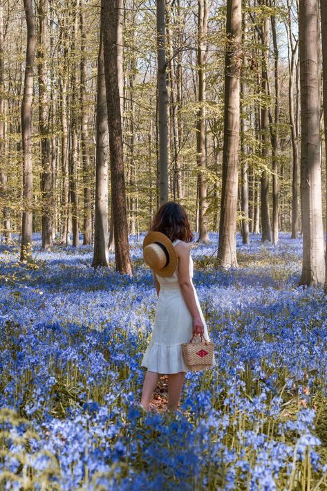 Belgium best kept secret: Hallerbos bluebells forest Photoshoot Wallpaper, Zicxa Photos, Field Photoshoot, Tulip Field, Spring Forest, Belgium Travel, Tulip Fields, Blue Forest, Summer Getaway