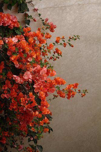 I think these are the prettiest colors for flowers. | by arsheffield Bougainvillea, Orange Flowers, Dream Garden, Plant Life, Pretty Colours, Love Flowers, Backyard Garden, Pretty Flowers, Secret Garden