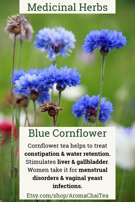 Blue Cornflower is an astringent herb that helps in reducing inflammation and it has strong diuretic properties. #HerbalTea #BlueCornflower #FemaleHealth Blue Cornflower Benefits, Cornflower Benefits, Blue Cornflower Magical Properties, Cornflower Recipes, Cornflower Tea, Flower Healing, Herbal Wellness, Herbs Medicinal, What Is Turmeric