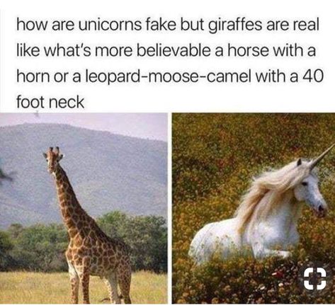 Funny Animal Jokes, 웃긴 사진, Memes Humor, Funny Animal Memes, A Unicorn, Giraffes, Laughing So Hard, Really Funny Memes, Melanie Martinez