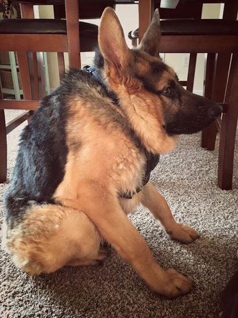 The rescue claims that only 13 dogs in the world are affected by short spine syndrome, and although this purebred German Shepherd may look a little different, he's still a sweet pup and doesn't appear to be suffering much from his syndrome. Relationships Goals, Funny Af, Funny Picture, Morning Humor, German Shepherd Dog, Funny Animal Memes, Outdoor Ideas, Funny Animal Pictures, Dog Memes