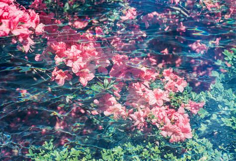 https://flic.kr/p/VfixJb | Secret Gardens | Canon AE-1 FD 50mm f/1.8 Kodak Portra 400 Double Exposure Underwater Film, Underwater Aesthetic, Underwater Garden, Underwater Flowers, Azalea Flower, Pink Azaleas, Water Aesthetic, Aesthetic Flowers, Secret Gardens