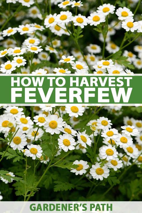 Feverfew, with its long history of use as a medicinal herb, has recently made a comeback in modern gardens. You'll enjoy its therapeutic properties, particularly as a migraine remedy, as well as its attractive daisy-like flowers. Learn how to harvest and use this powerful plant now. #feverfew #herbalism #gardenerspath Feverfew Tincture, Herbal Monographs, Feverfew Plant, Migraine Remedy, Medical Garden, Medicinal Herbs Remedies, Modern Gardens, Medicinal Herbs Garden, Harvesting Herbs