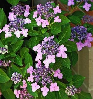 Hydrangea Planting, Twist And Shout Hydrangea, Blushing Bride Hydrangea, Lacecap Hydrangea, Hardy Hydrangea, Elysian Fields, Lace Cap Hydrangea, Shade Shrubs, Hydrangea Bloom