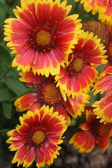 Indian Blanket Flower Painting, Oklahoma State Flower, Indian Blanket Flower Drawing, Indian Blanket Tattoo, Indian Blanket Flower Tattoo, Blanket Flower Tattoo, Firewheel Flower, Oklahoma Flowers, Wildflower Bed