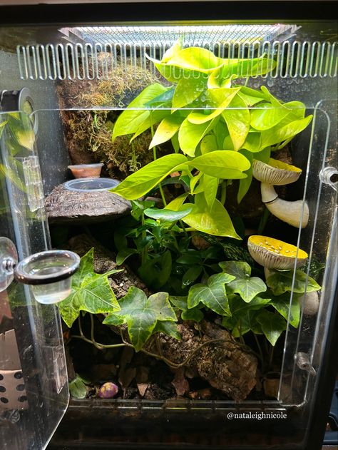 Bioactive Gecko Enclosure, Plants For Crested Geckos, Bioactive Terrarium Crested Gecko, Bioactive Enclosure Ideas, Crested Gecko Plants, Bioactive Crested Gecko Enclosure, Created Gecko Enclosure, Crested Gecko Habitat Bioactive, Crested Gecko Tank Ideas