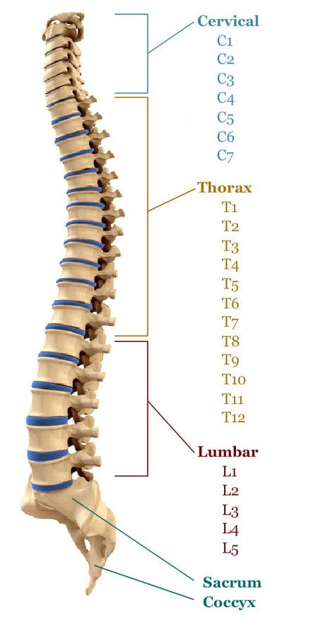 Thoracic Cage, Human Muscle Anatomy, Chiropractic Therapy, Ayurvedic Hair Care, Gross Anatomy, Basic Anatomy And Physiology, Ayurvedic Hair, Muscle Anatomy, Human Skeleton