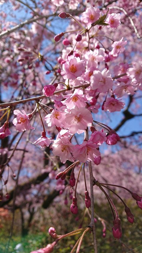 Weeping Cherry Tree, Weeping Cherry, Pink Room, Cherry Tree, Flowering Trees, Tree Art, Spring Flowers, Cherry Blossom, House Interior