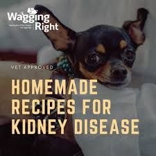 Kidney Diet For Dogs, Food For Kidney, Renal Recipes, Kidney Diet Recipes, Food For Kidney Health, Renal Diet Recipes, Make Dog Food, Diy Dog Food, Kidney Recipes