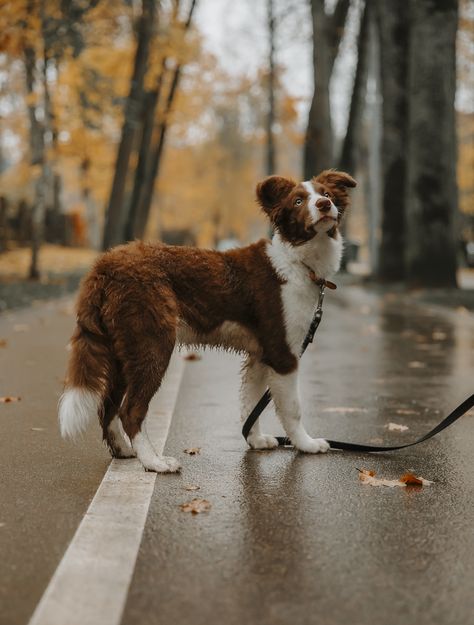 Border Collie Photography, Border Collie Colors, Border Collie Puppy, Collie Puppy, Collie Puppies, Border Collie Mix, Border Collie Puppies, Herding Dogs, Border Collies