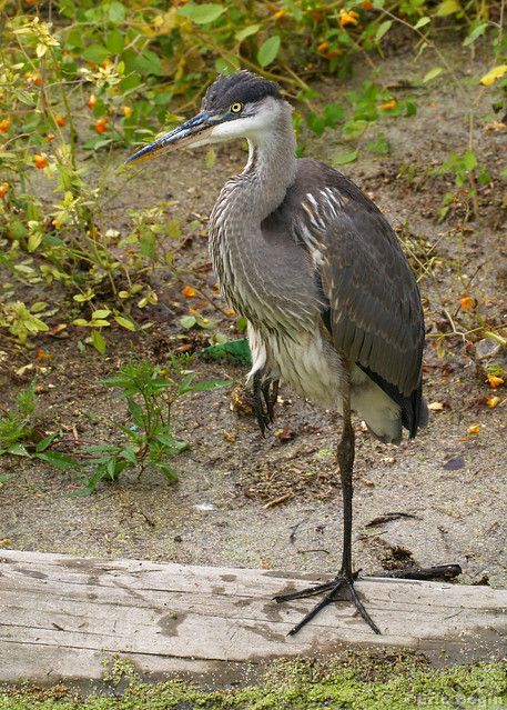 Great Blue Heron | Marais St-Timothée marsh, St-Timothée, Qu… | Flickr Marsh Animals, Marsh Plants Landscapes, Dilleen Marsh, Marsh Birds, Marsh Land, Great Blue Heron, Quebec Canada, Blue Heron, Bird Pictures