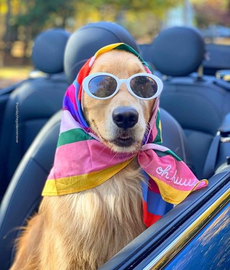 Dog Snapchats, Dog Photoshoot, Cat Sunglasses, Little Puppies, Cute Animal Photos, Dog Photography, Funny Animal Pictures, Baby Dogs, Animal Photo