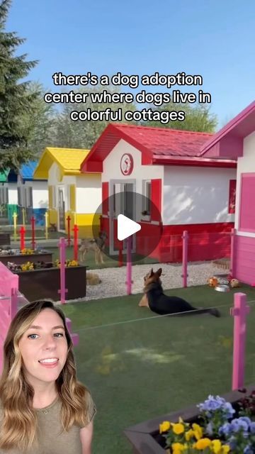 Fun Dog Room Ideas, Dog Farm Ideas, Animal Shelter Adoption Ideas, Dog Adoption Center, Dog Boarding Shed, Pet Daycare Design, Doggie Daycare Ideas Design Play Areas, In Home Dog Daycare Ideas, Dog Resort Ideas