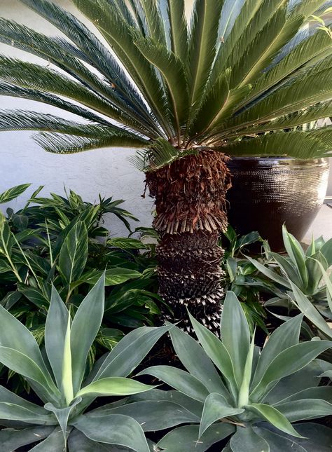 Cycad Garden Ideas, Privacy Fence Landscaping, Cycas Revoluta, Agave Attenuata, Drought Tolerant Garden, Coastal Gardens, Fence Landscaping, Privacy Fence, Tropical Design