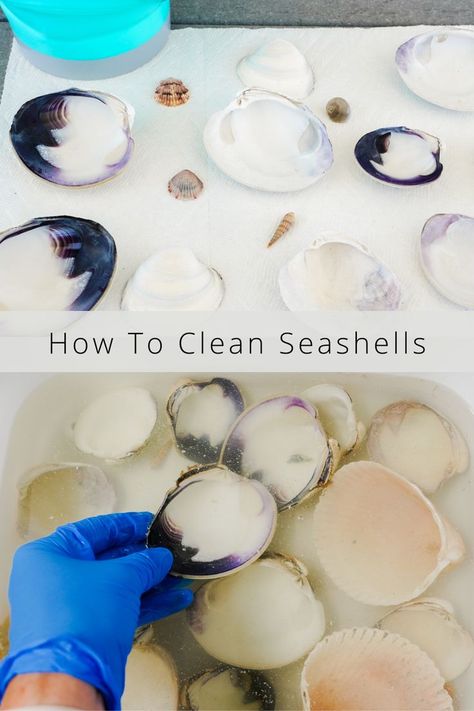 how to get your seashells from your last beach trip clean so you can use them for decor and craft projects Cleaning Shells From The Beach, How To Clean Shells From The Beach, How To Clean Shells, Cleaning Seashells, How To Clean Seashells, Clean Seashells, Cleaning Sea Shells, Sea Shells Diy, Shells Diy