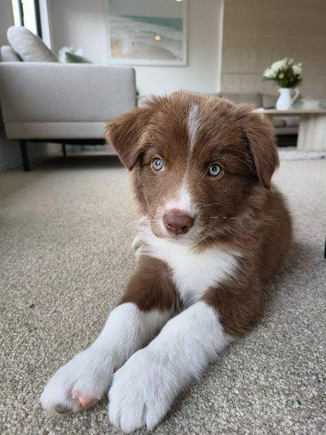 #bordercollie #brownbordercollie #puppy #wanaka #nz Border Collie Puppies Brown, Brown Australian Shepherd Puppy, Brown Border Collie Puppy, Farm Dogs Breeds, Brown Australian Shepherd, Border Aussie, Brown Border Collie, Border Collie Puppy, Australian Shepherd Puppy