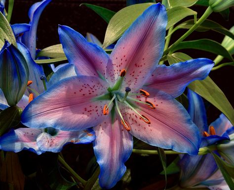 Blue Lilies, Blue Lilly, Lily Wallpaper, Goth Garden, Blue Lily, Flowers Petals, Nothing But Flowers, Flower Therapy, Beautiful Flowers Pictures