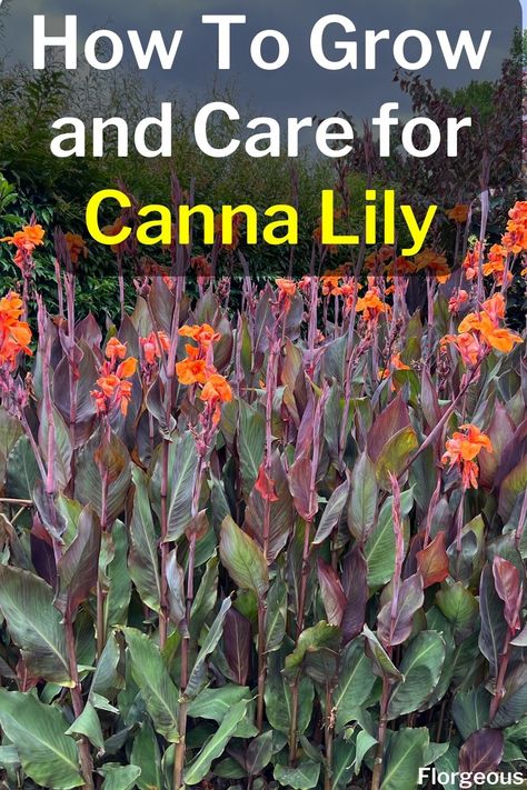 Canna Lily Plant Cana Lilly, Canna Lilly Landscape, Cannas In Landscaping, Canna Plants, Canna Lilly, Cannas In Pots, Cana Lilly Landscape, Cannas In Containers Pots, Cana Plants In Pots