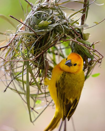 Weaver Weaver Birds, Birds Nest Plant, Bowerbird Nest, Bird In A Nest, Bird Building Nest, Weaver Bird, Weaver Bird Nest, Regard Animal, Bird Nests