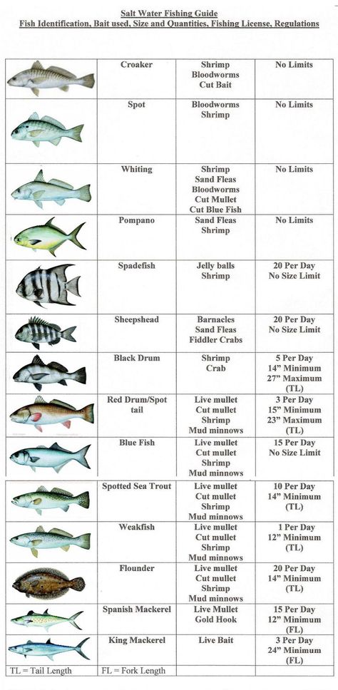 From this pin,you can learn the basic tips,how can you start your fishing journey. Fish Chart, Fishing 101, Salt Water Fishing, Salt Water Fish, Surf Fishing, Fishing Rigs, Fishing Techniques, Fishing Knots, Ocean Fishing