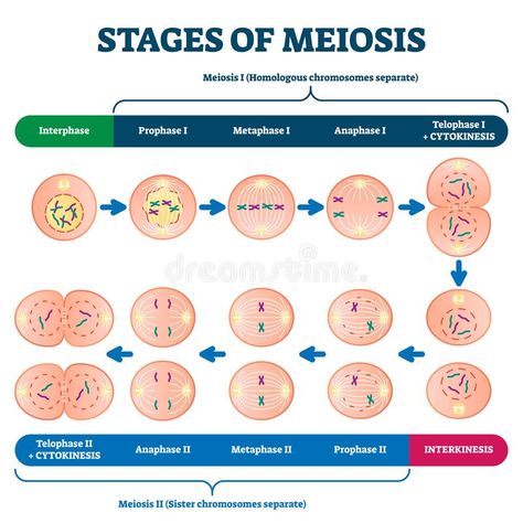 Stages of meiosis vector illustration. Labeled cell division process scheme. Illustration about cell, duplication, division, drawing, cytokinesis, education, genetics - 179364753 Meiosis Drawing, Meiosis 1 And 2, Meiosis Stages, Plants Life Cycle, Science Portfolio, School Works, Portfolio Pictures, Cell Division, Educational Infographic