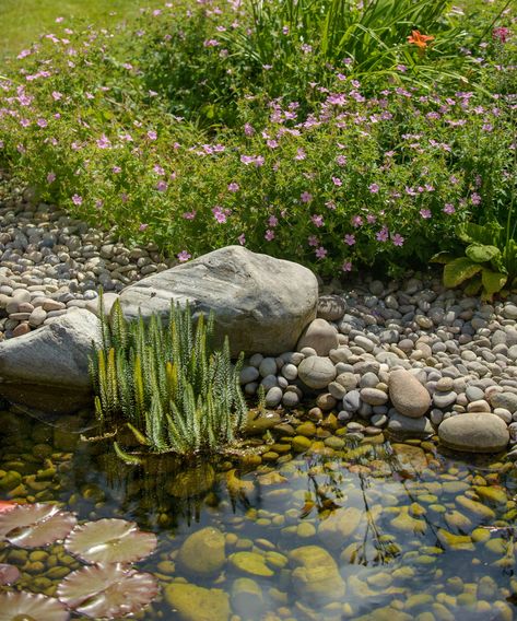 Garden pond ideas: 10 beautiful backyard ponds | Garden Terrace Ideas, Wildlife Garden Ideas, Romantic Gardens, Ponds For Small Gardens, Small Garden Ideas, Pond Maintenance, Terrace Ideas, Garden Pond Design, Wildlife Garden