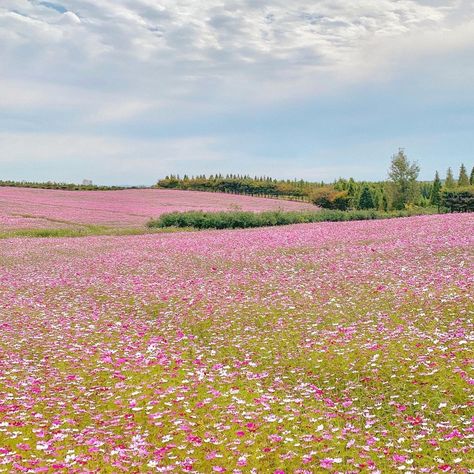 Pink Landscape Photography, Pink Flowers Field Aesthetic, Open Flower Field, Field Of Pink Flowers, Flower Field Horizontal, Flower Fields Aesthetic, Pretty Flower Field, Field Of Flowers Aesthetic, Pink Flowers Field