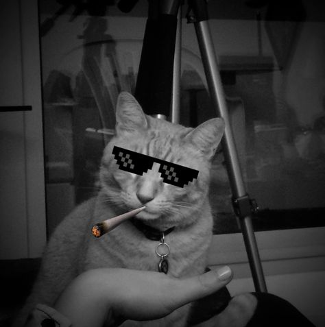 Thug Life  #cat #fun #lol #buzz Thug Cat, Thug Life Cat, Cat Fun, Thug Life, Really Funny, Collage, Funny, Anime, Pins