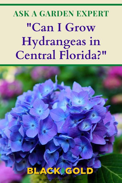 “I live in Central Florida, zone 9b, can I grow hydrangeas in this zone? I used to have them in Maryland as they are my favorite flower. Not sure about the sandy soil here.” Question from Eileen of Longwood, Florida #hydrangea #Florida #Hydrangeas Zone 9 Flowers, Hydrangea In Texas, Hydrangea In Florida, Florida Flower Gardens, Florida Zone 9b Landscaping, Florida Gardens Landscaping, Best Flowers To Grow In Florida, Zone 9 Landscaping Florida, Florida Garden Ideas