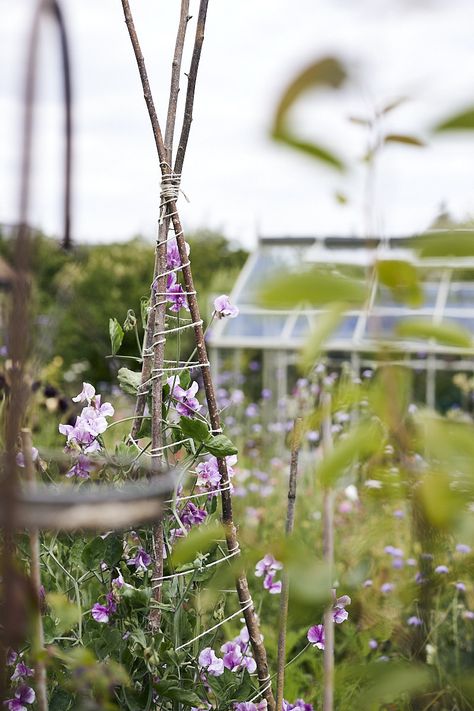 Creating a cottage garden - 1 year anniversary - Lobster and Swan Bean Trellis Diy, Diy Trellis Ideas, Vertical Trellis, Bean Trellis, Cabin Garden, Building A Trellis, Obelisk Trellis, Wall Trellis, Diy Garden Trellis