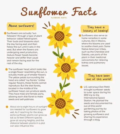 Sunflower Facts, Sunflower Seeds Benefits, Sunflower Quotes, Flower Meanings, Sunflower Wallpaper, Square Foot Gardening, Nothing But Flowers, Facts For Kids, Home Vegetable Garden