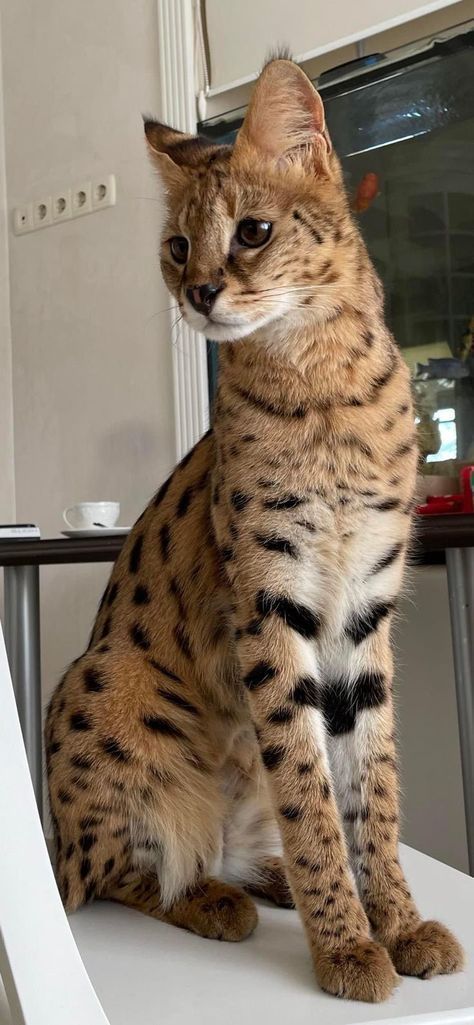 F1 Savannah Cat, Savannah Cat For Sale, Bengal Kittens For Sale, Savannah Kitten, Savannah Cats, Bengal Kittens, Hybrid Cat, Serval Cats, Kittens For Sale