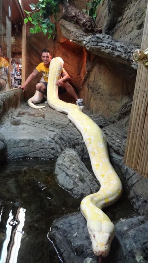 Twinkie, an albino reticulated python, heralded as the world's largest snake. World's Largest Snake, Reptile Zoo, Reticulated Python, Cool Snakes, Largest Snake, Albino Animals, Reptile Snakes, Beautiful Snakes, Rare Animals