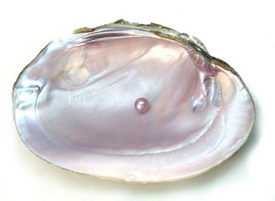 Oyster Shell, Pearl Shell, Vintage Modern, Aphrodite, Pearl Jewelry, Matcha, Sake, Mother Of Pearl, Sea Shells