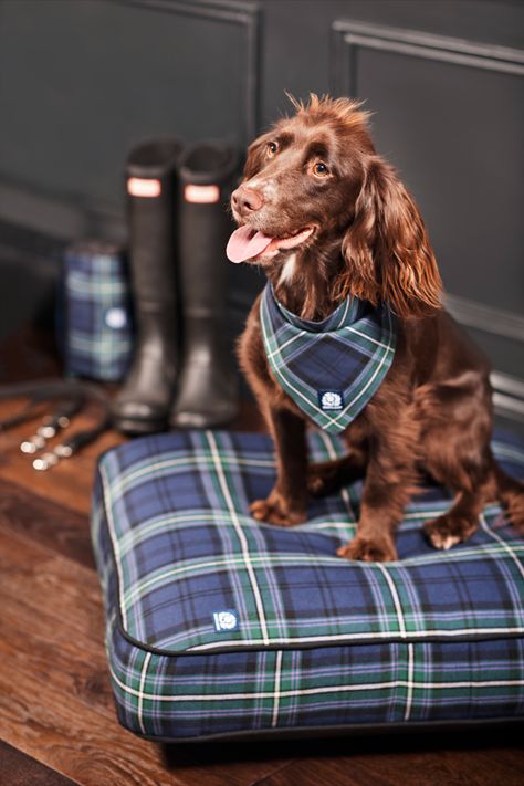 Plaid Dog Bed, Pet Brand, Luxurious Life, Modern Pet, For Your Best Friend, Luxury Dog, Dog Wear, Dog Beds, Pet Products