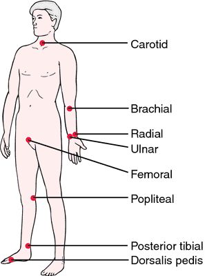 Thready pulse | definition of thready pulse by Medical dictionary Dorsalis Pedis Artery, Pulse Sites, Arterial System, Apical Pulse, Emt Study, Medical Dictionary, Nurse Study Notes, Nursing Student Tips, Medical Student Study