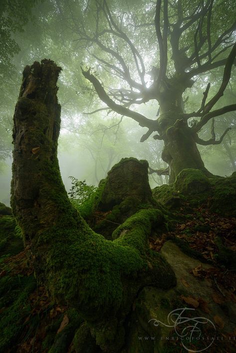 Return of the Ancient During this spring I am returned to a magical place in heart of Asturias shooting the unbelievable ancients trees are growing there. I am not used to proposing the same picture two times but I did an exception thanks to the special foggy conditions that are made this caption in my opinion much more interesting and atmospheric. With my friend Arturo Solís PRINTS AVAILABLE For Instruction or Workshops www.enricofossati.it FRENCH ALPS June 24-July 1 2018 Erin Babnik Photogr... Black Wizard, Same Picture, Reference Art, Fine Art Landscape Photography, Ancient Tree, Tree Photography, Photo Nature, Tree Forest, Cool Landscapes