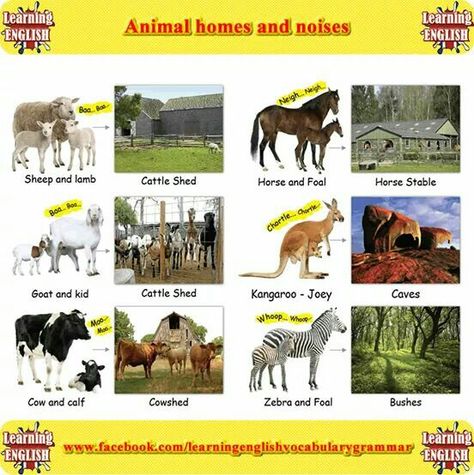 Young Ones Of Animals, Animal Habitats Preschool, Animal Coverings, Animals And Their Homes, Animal Crafts Preschool, Animal Lessons, Animal Worksheets, Learning Games For Kids, Kids Worksheets Printables