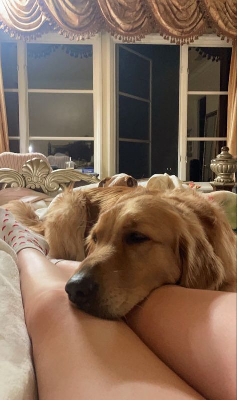 Having A Dog Aesthetic, Golden Retriever Laying Down, Golden Retriever Aesthetic, Golden Retriever Girl, Gold Retriever, Dog Remedies, Golden Retriever Mom, Dog Products, Dog Care Tips