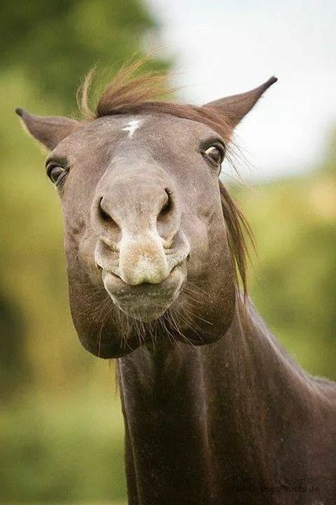 Horse Poses, Horse Funny, Horse Eye, Horse Inspiration, Funny Horses, Most Beautiful Animals, Animal Antics, Funny Horse, All The Pretty Horses