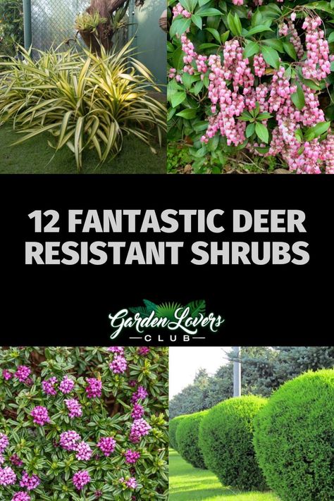 If you’re struggling with the deer in your neighborhood, try decorating your yard with these 12 deer resistant shrubs. Deer Resistant Trees And Shrubs, Landscape Ideas Deer Resistant, Landscape Design Deer Resistant, Deer Resistance Landscaping, Shrubs That Deer Will Not Eat, Deer Friendly Landscaping, Deer Resistant Shade Garden Design, Deer Resistant Landscape Design, Front Yard Landscaping Deer Resistant