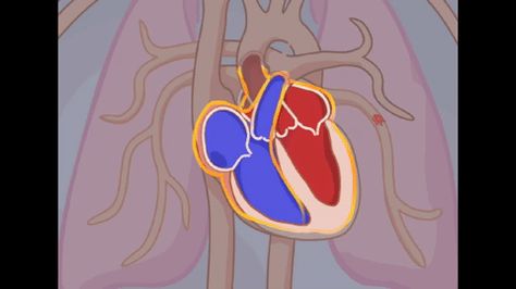 heart beat pulse pump Animated Heart, Lower Back Pain Exercises, Heart Pump, Heart Gif, Back Pain Exercises, Human Heart, Heart Beat, Warning Signs, Bearded Men