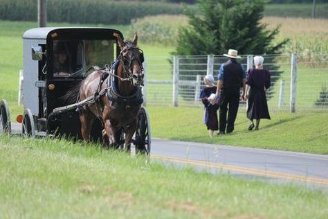 Visiting Lancaster PA: 7 Places In Amish Lancaster County You Definitely Must See - Ever wanted to experience firsthand the unique Amish way of life? Then you MUST visit Lancaster, Pennsylvania. Amish Lancaster PA is a living time capsule! Amish Country Lancaster Pa, Road Trip Necessities, Amish Country Pennsylvania, Pennsylvania Dutch Country, Amish House, Pennsylvania Travel, Lancaster Pennsylvania, Thousand Islands, Lancaster County