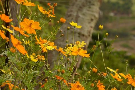 Cosmos sulphureus Cosmos Sulphureus, Orange Cosmos, Cosmos Plant, Yellow Cosmos, Japanese Beetles, Native Flowers, Spring Plants, Low Maintenance Garden, Bedding Plants