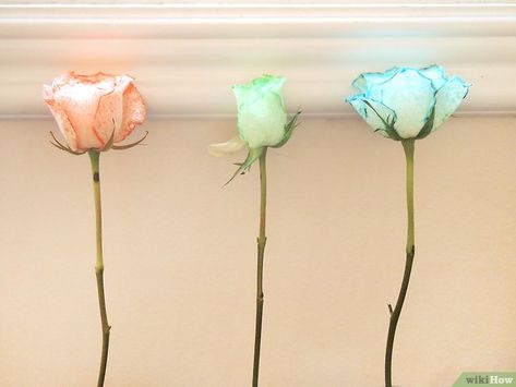 Different Color Roses, Amnesia Rose, Dyed Flowers, Dyed Tips, Diy Dye, Dye Flowers, Pink Dye, Blue Food Coloring, Colour Tint