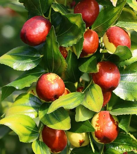 Jujube Fruit: Evidence-Based Health Benefits + Nutrition Facts Folk Character Design, Jujube Tree, Papaya Leaf, Oils And Their Benefits, Jujube Fruit, Medicine Recipes, Herbal Medicine Recipes, Lemon Health Benefits, Banana Drinks