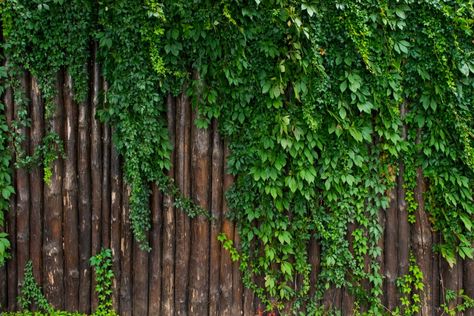 Distressed wooden fence with bright green ivy growing on in Ivy On Fence Ideas, Ivy On Fence, Greenery Fence, Ivy Fence, Types Of Ivy, Types Of Climbing, Boston Ivy, Trellis Garden, Garden Rake