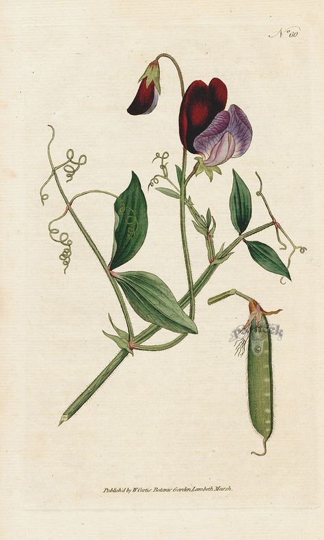 Lathyrus odoratus. Sweet Pea, or Vetchling. from William Curtis Botanical Magazine 1st Edition Prints Vol 6 1787 Lathyrus Odoratus, Botanical Artists, Flower Graphics, Botanical Flowers Print, Sweet Pea Flowers, Botanical Vintage, Botanical Illustration Vintage, Illustration Botanique, Flower Tree