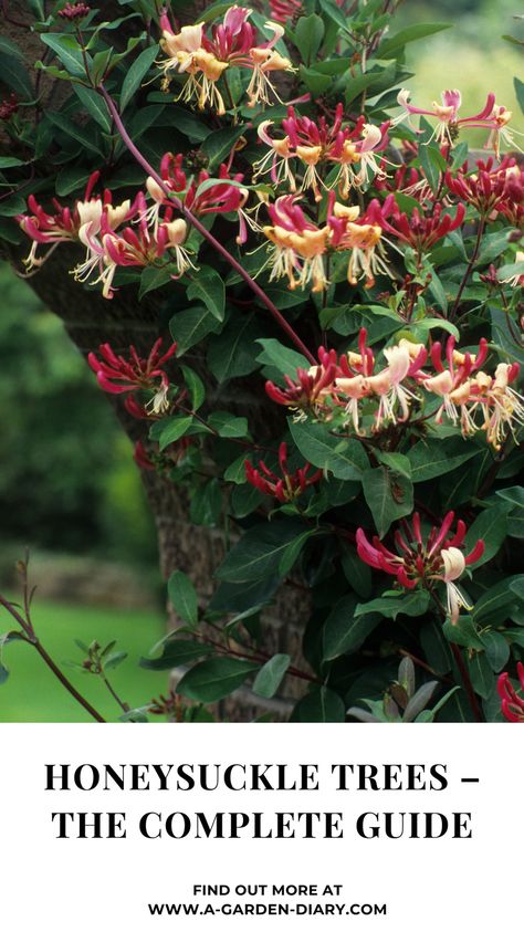 Discover everything you need to know about honeysuckle trees in this complete guide! From planting tips to maintenance, learn how to grow and care for these beautiful flowering trees. Whether you're enhancing your garden's aesthetic or attracting wildlife, this guide covers all the essential details. Explore the varieties of honeysuckle trees and their benefits, including their fragrant blooms and natural pest-repelling properties. Perfect for beginner and experienced gardeners alike! Honeysuckle Flowers, Honeysuckle Vine, Planting Tips, Garden Diary, Honeysuckle Flower, Insecticidal Soap, Attracting Bees, Tree Free, Organic Fertilizer