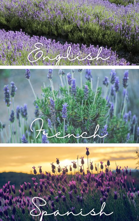 Pruning Lavender Plants, French Lavender Plant, Lavender Potted Plant, Lavender Plant Care, Lavender Diy, Grow Lavender, Lavender Hedge, Texas Landscaping, Lavender Varieties